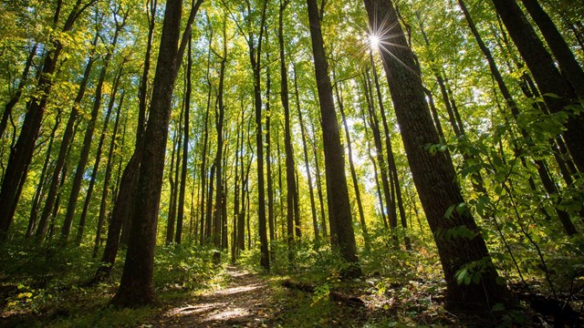 The sun shines through towering poplar trees along a trail.