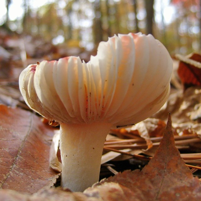 Profile of a gilled mushroom growing among fall forest leaf litter