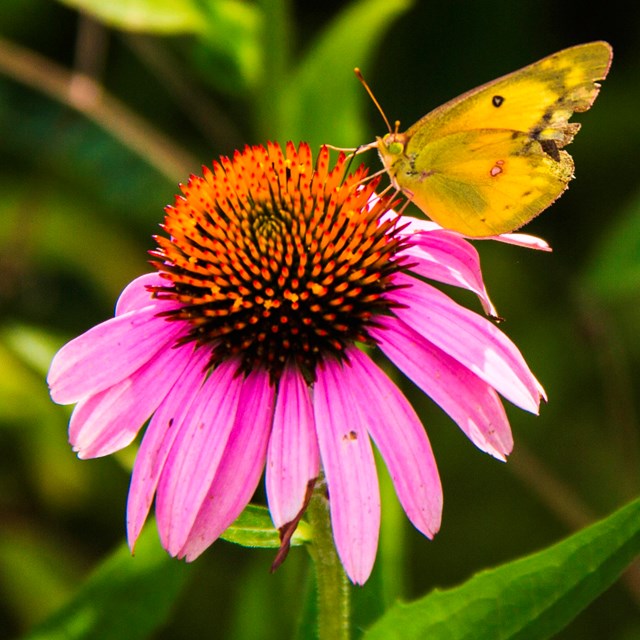 Purple coneflower with a yellow butterfly feeding from it's center