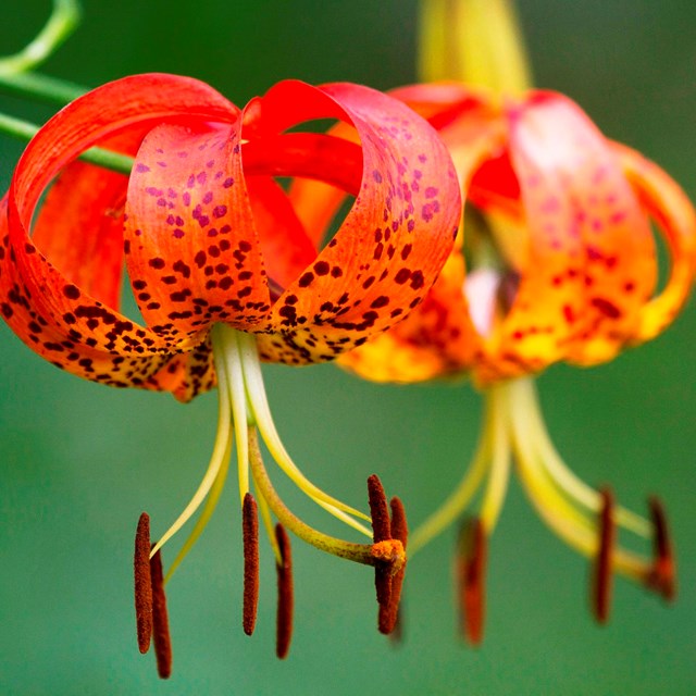Vibrant red Turks cap lily flowers