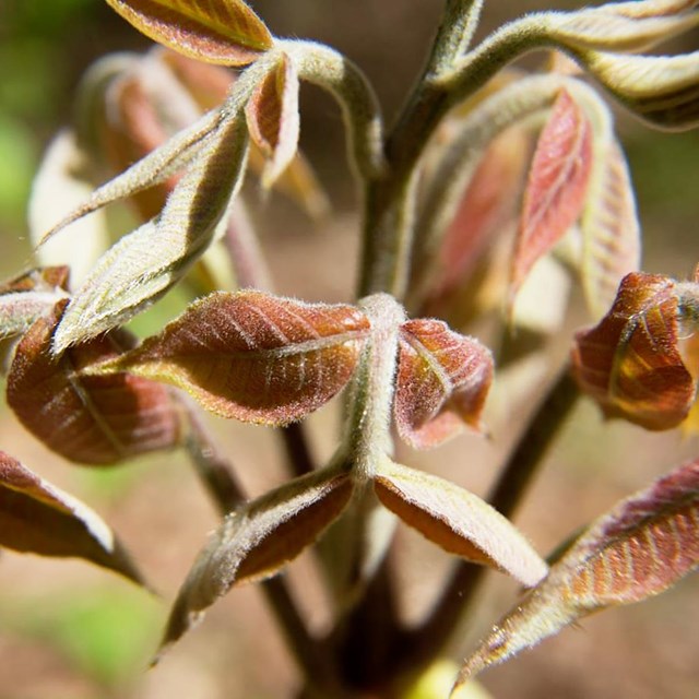 Fuzzy, small, reddish, unfurling leaves of a hickory tree in the spring.