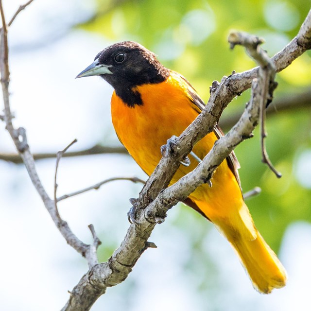 Orange bird with a black head perched on a tree branch. Credit: Jessica Weinberg McClosky.