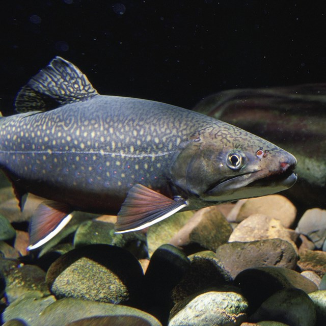 Brook trout swimming in a rocky stream