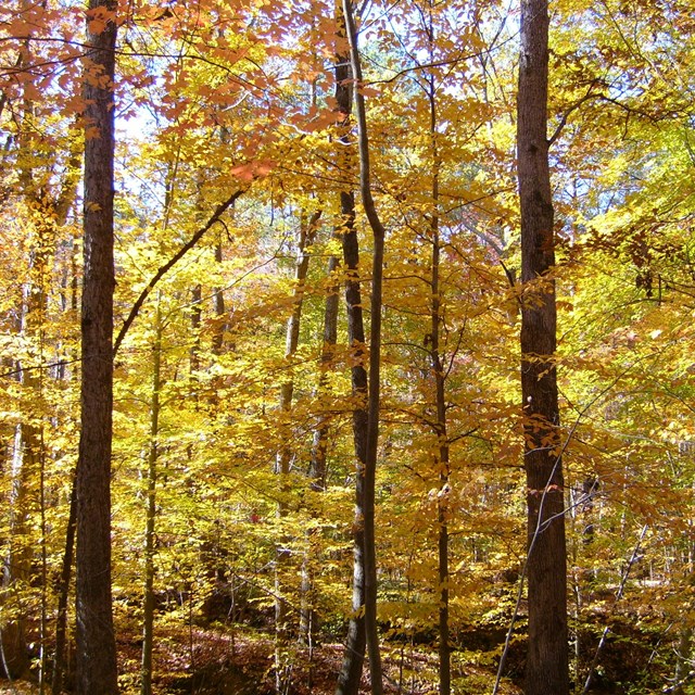 Forest in the fall in Petersburg National Battlefield Park, with all of the leaves turned to yellow