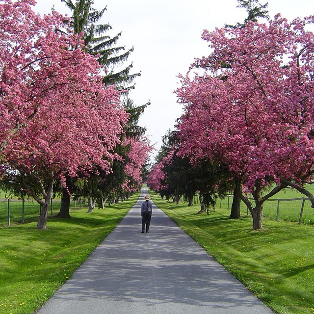 Looking down the long front lane of the Eisenhower Farm, lined with blooming crabapple trees