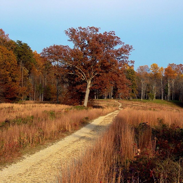 Fall colors abound along a trail through a meadow, leading into a forest beyond