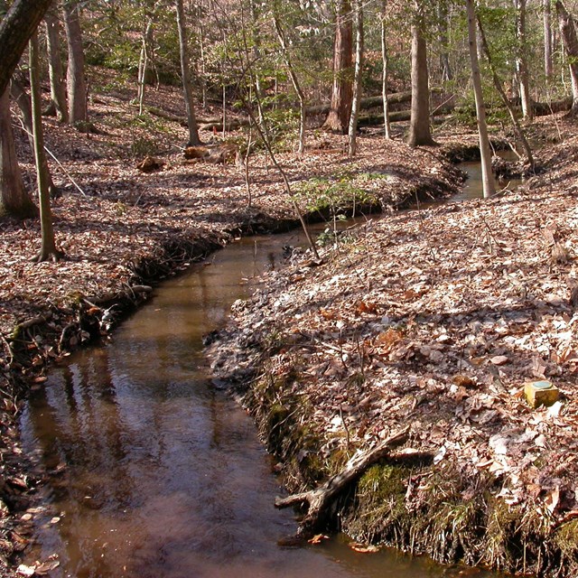A small stream in a forest.