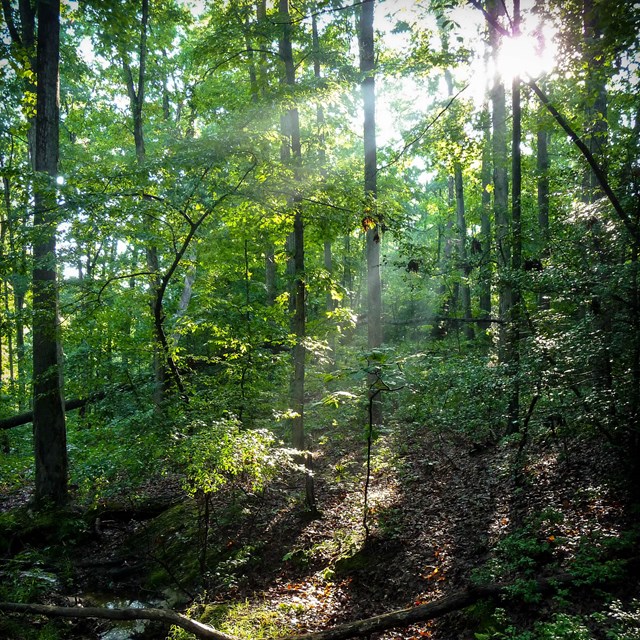 Sun shining though forest canopy.