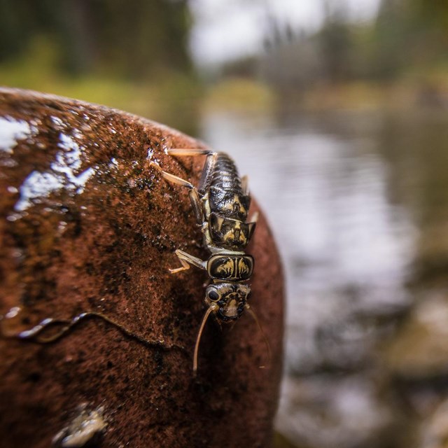 Closeup of stonefly larvae crawling over a wet rock