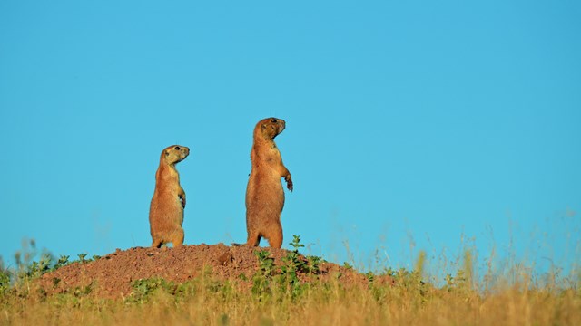 Two prairie dogs stand watch on a dirt mound under blue sky. 