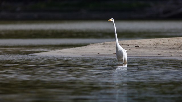 A white great egret stands in the water near shore.