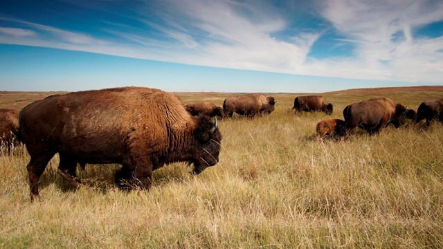 Many bison on a dry rolling prairie with cloudy blue sky above.