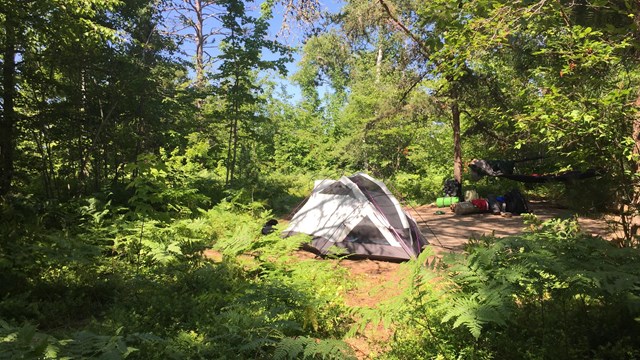 Tent and gear in a small campsite surrounded by ferns and trees.