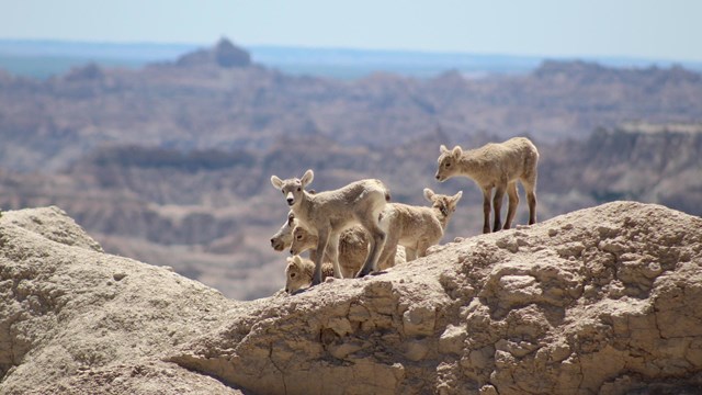 Five bighorn sheep lambs surround a Badlands formation, with more buttes in the background.