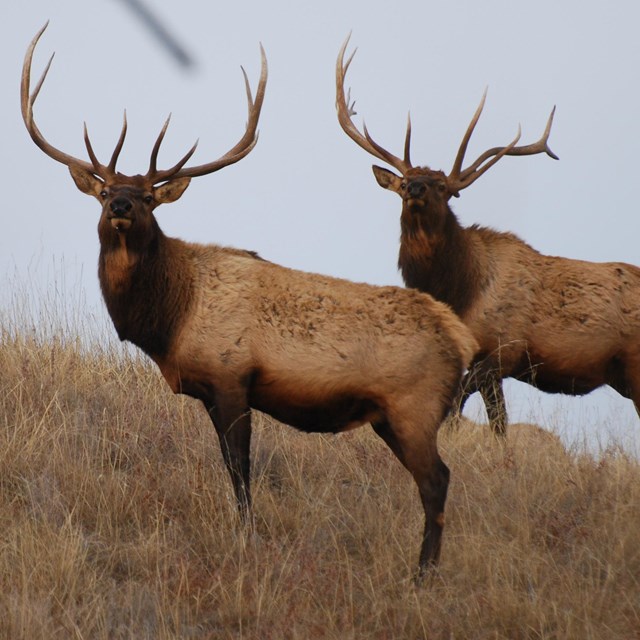 Two male elk with large antlers standing on a hillside.