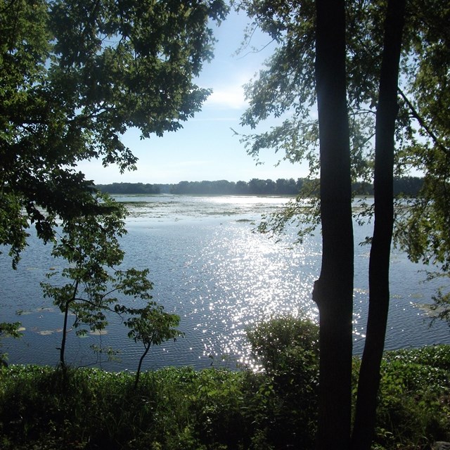 The view of a lake sparkling in the sun through the trees of a forest. 