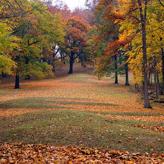 Grass covered mounds among trees with yellow and gold-colored leaves. 