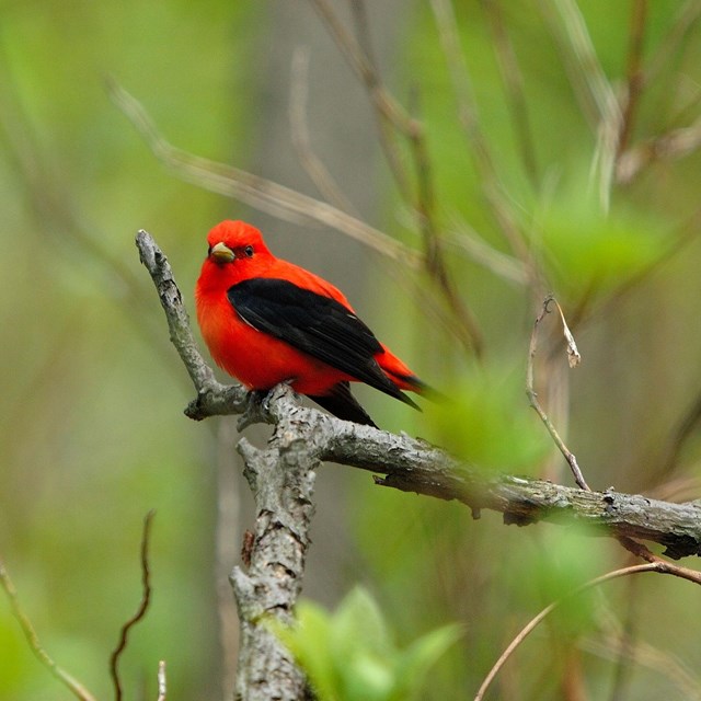Red bird with black wings and a yellow beak on a branch. 