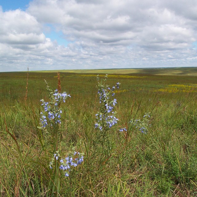 Small blue wildflowers among prairie grass under a partly cloudy sky. 