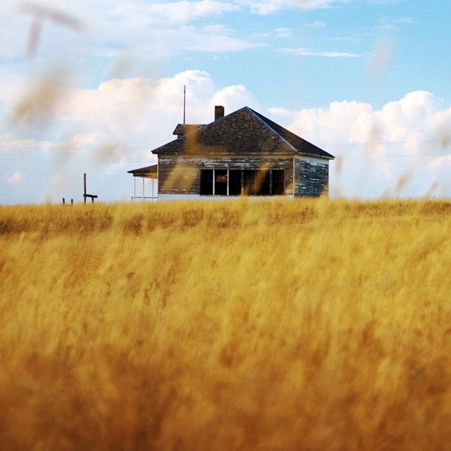 Single story square building in the distance partially obstructed by a field of golden grass. 