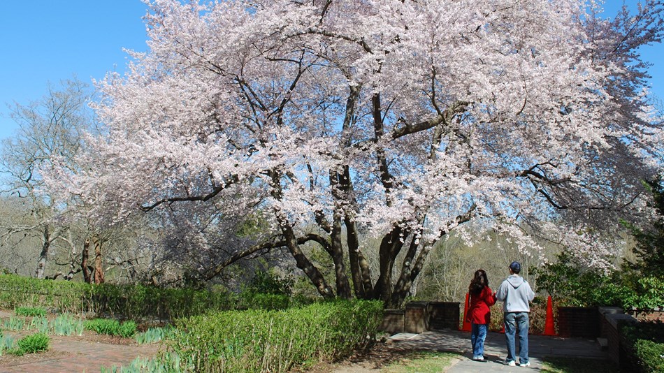 A cherry tree in spring bloom at North Bridge Visitor Center