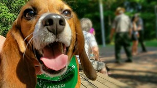 Calling all canines, become a B.A.R.K. Ranger