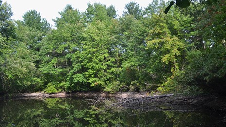 Trees reflect in the calm waters of a vernal pool.