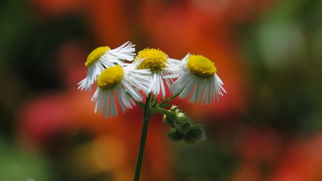 A cluster of small fowers from the aster family.