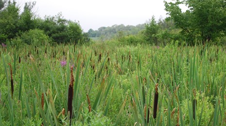 Purple Loosestrife growing among native cattails.