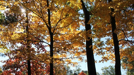 Trees stand with orange and red leaves.