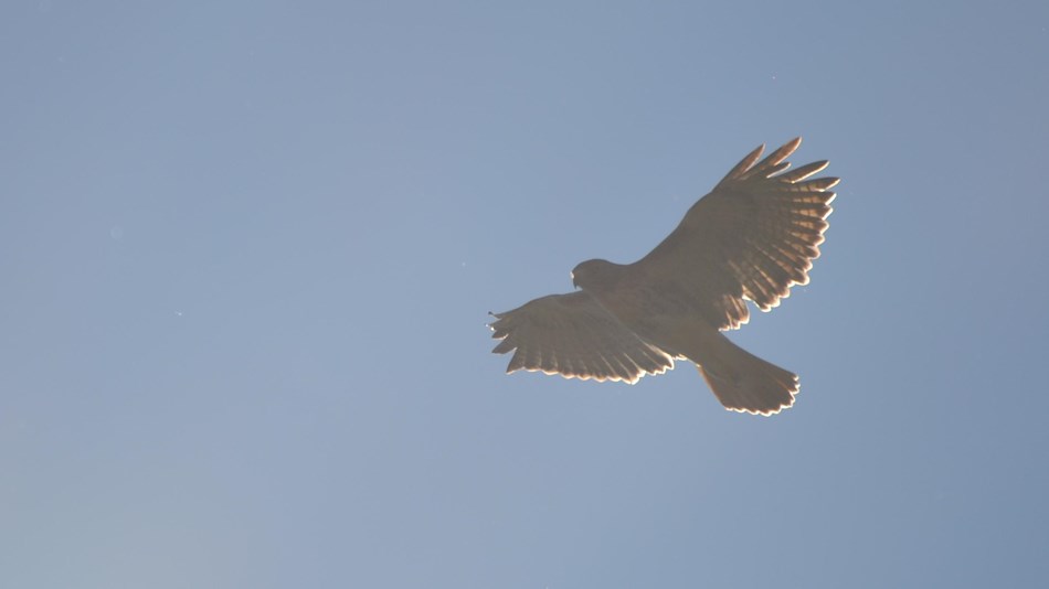 A hawk soars in the sky.