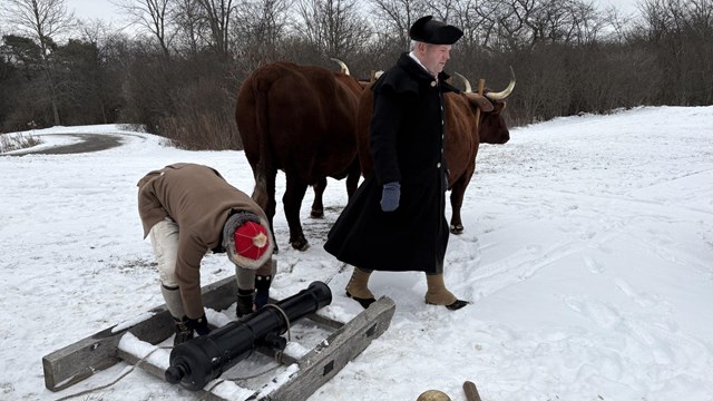 A team of oxen pull a wooden sled with a cannon lashed to it by a man in 18th century clothing.