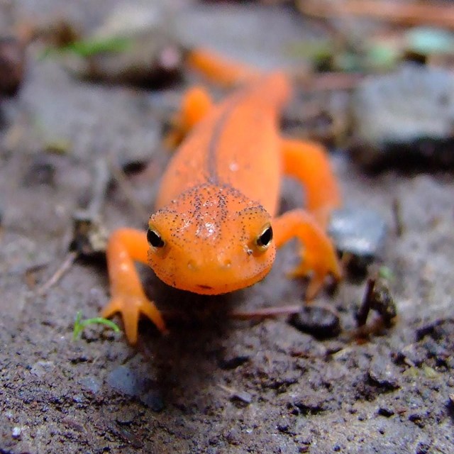 A brightly colored Eastern Newt crawls across the earth.
