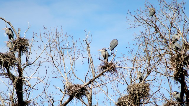 Herons on their nest at the heron rookery near Marshall Terrace Park. 
