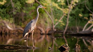 A long-legged bird stands at the edge of the water.