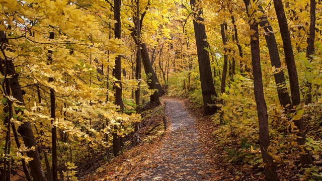 Gold and red maple leaves of the fall forest line a paved trail.