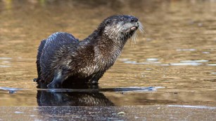 A brown otter sits in shallow water among green vegetation.