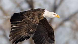 A large brown bird with white head and tail flies past trees.
