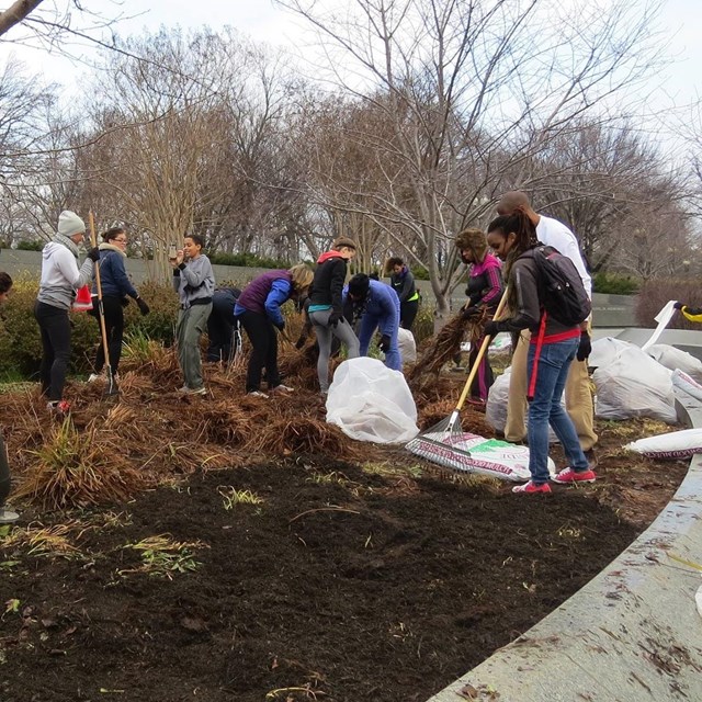 Volunteers spread mulch with rakes at the Martin Luther King, Jr. Memorial