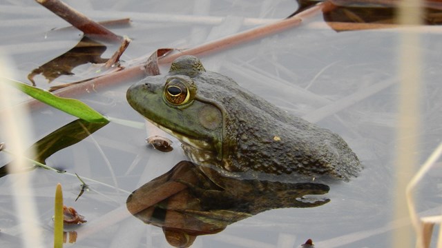 Wildlife is abundant within this national park.