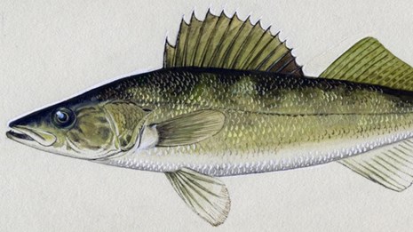 Illustration of a walleye 
