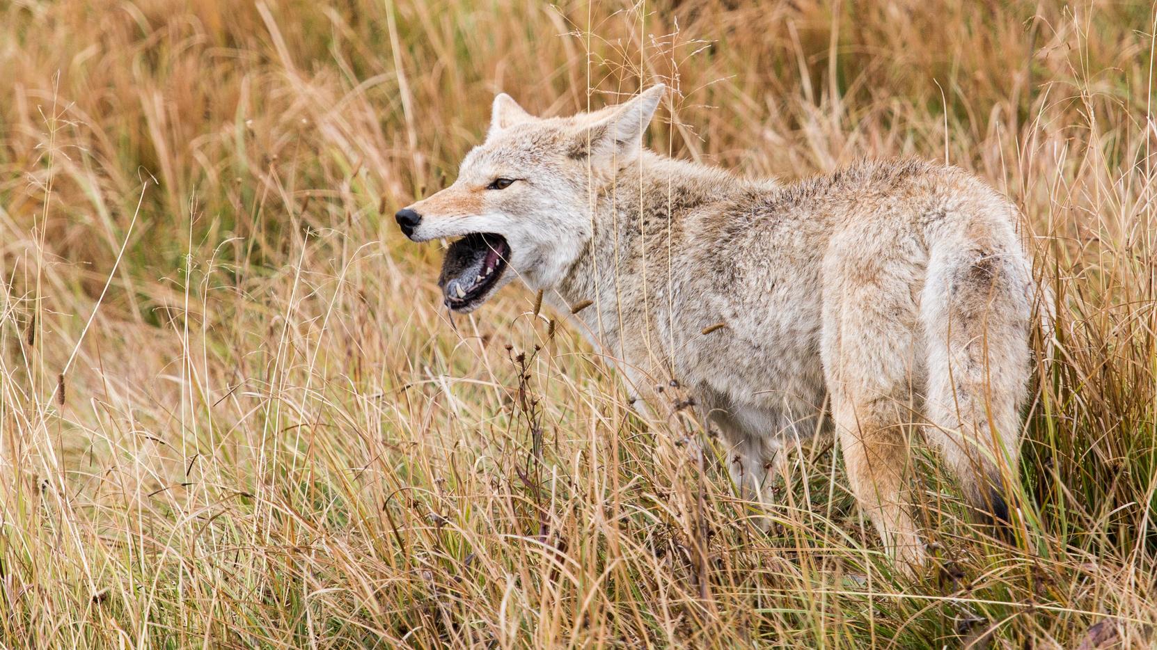 A close-up of a coyote looking directly at the camera.