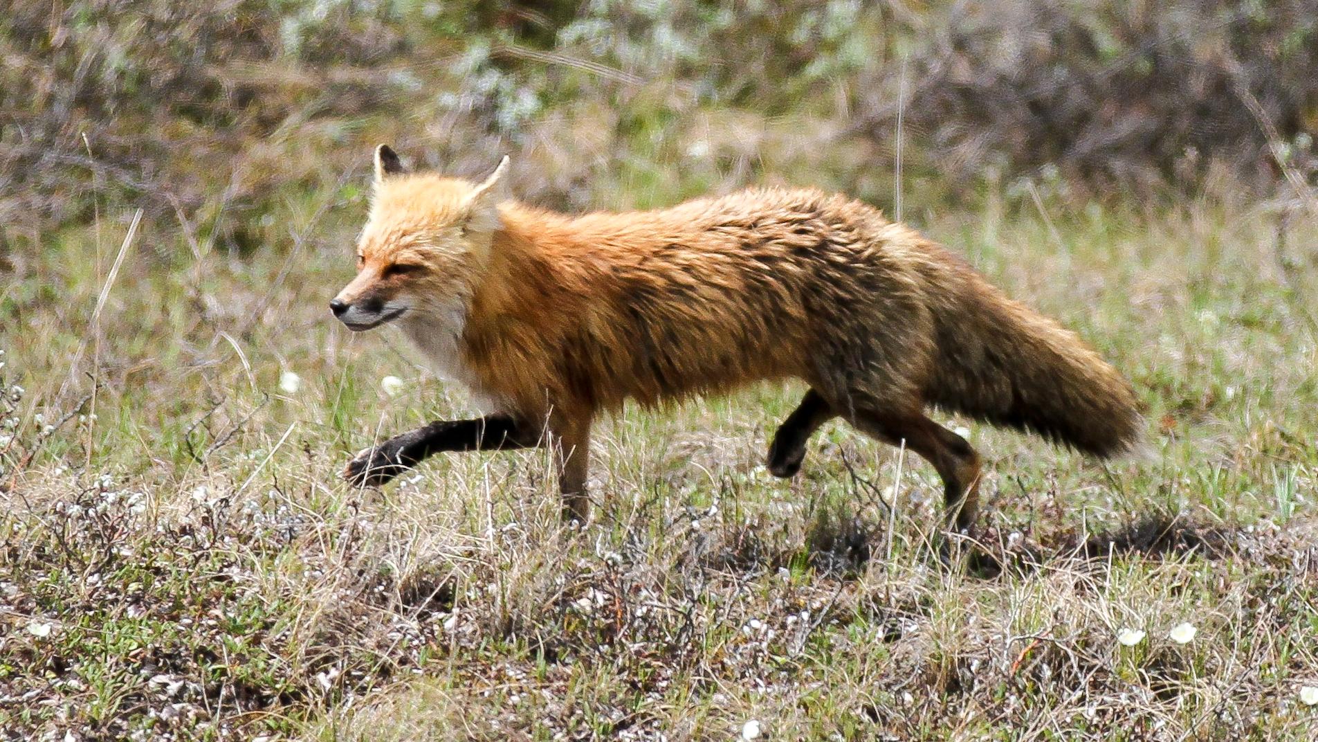 a red fox running across a meadow