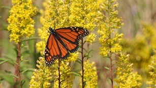 This link will take you to the Nature and Science page.