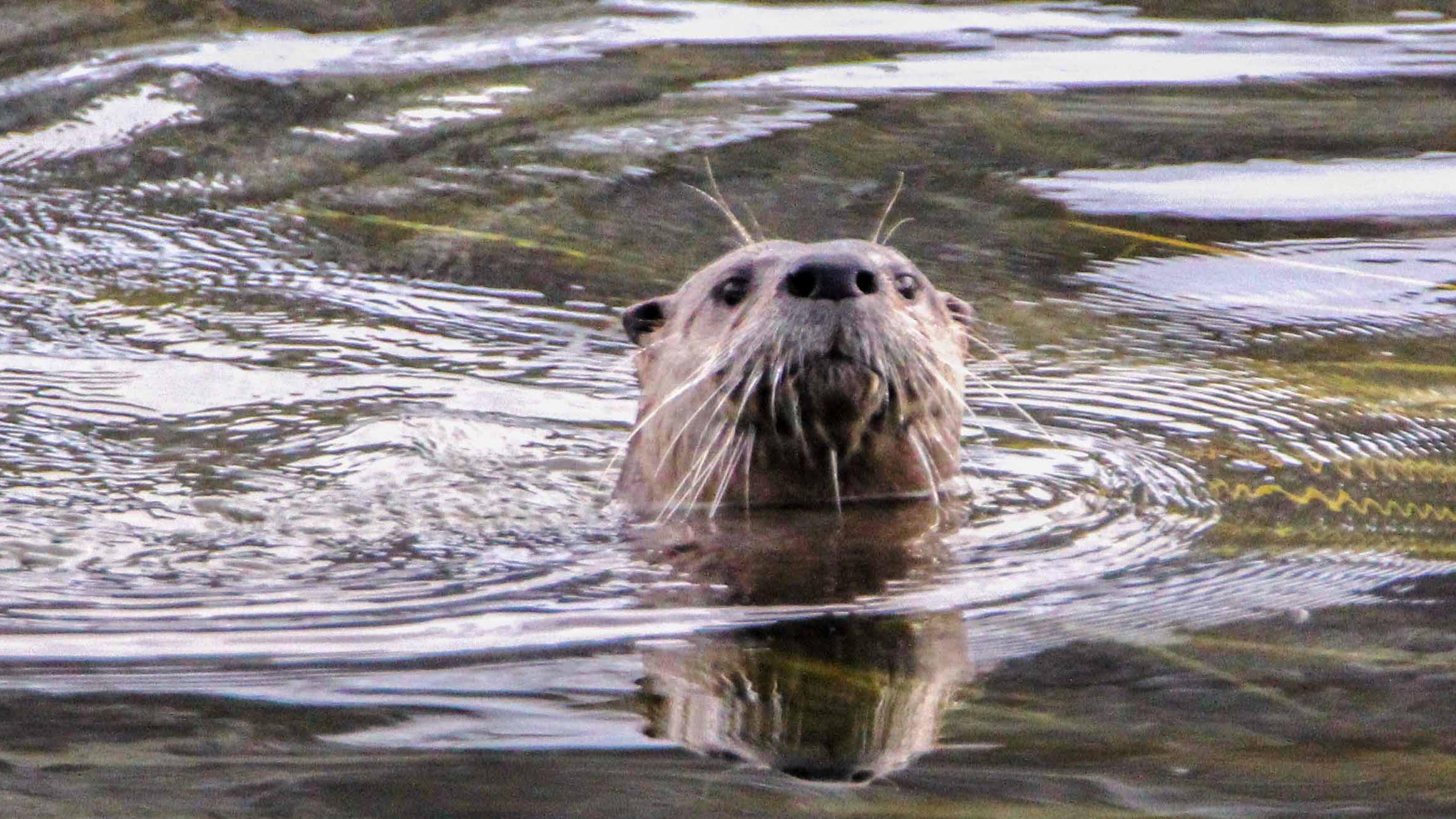Close up of otter swimming.