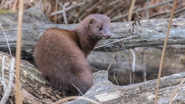 Mink turns to look over its shoulder, surrounded by three grey logs and dry reeds.