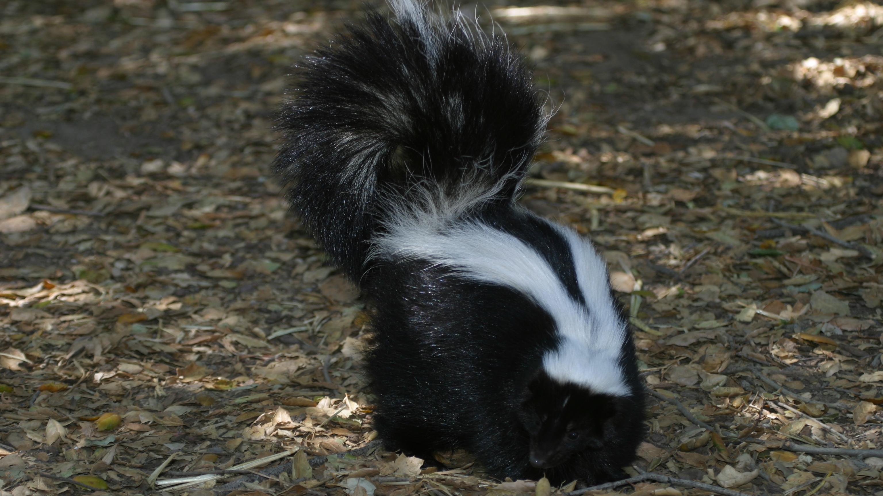 A skunk, a medium-sized mammal with black fur and white stripes, walks through an open area