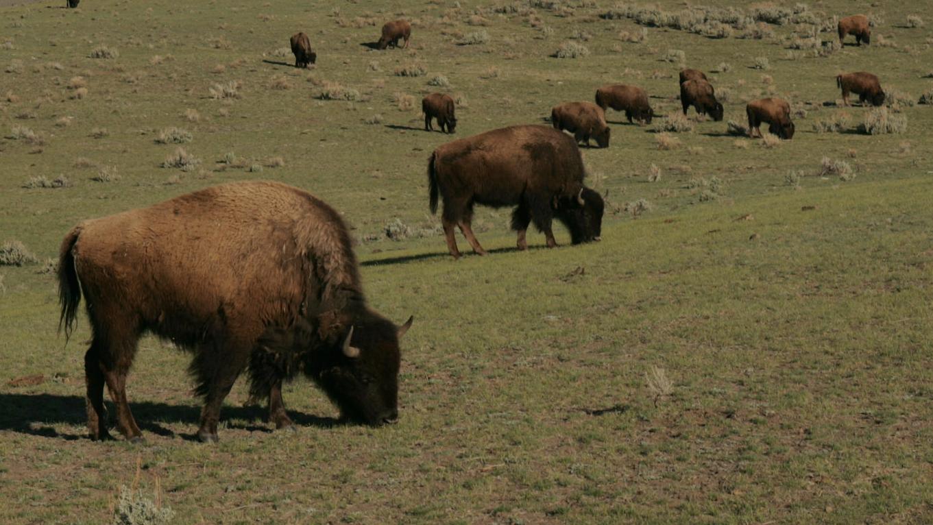 The herd is grazing in open, rolling hills.