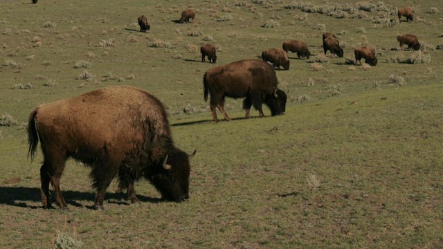 The herd is grazing in open, rolling hills.