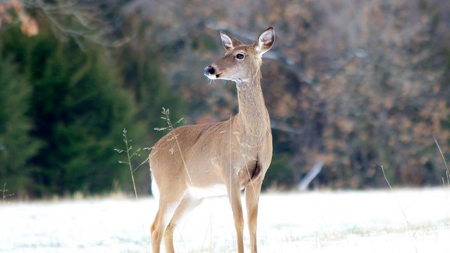 An adult white-tailed deer (Odocoileus virginianus) walks through the snow